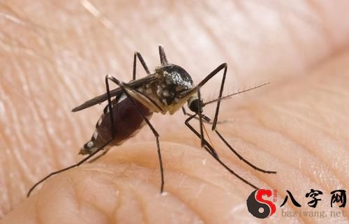梦见很多蚊子