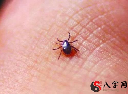 梦见蜘蛛爬在身上