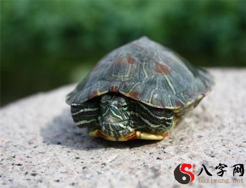 梦见很多很大的白色乌龟