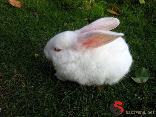 梦见兔子抓你的脸