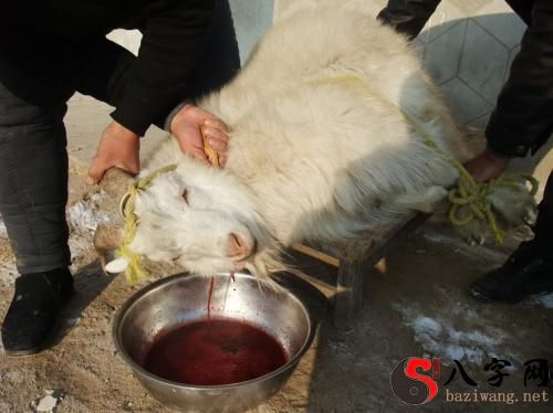 梦见羊倒在地上