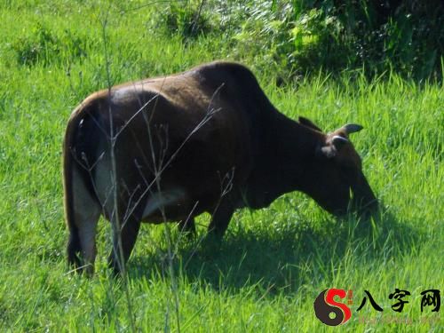 梦见牵牛吃草
