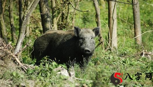 梦见黑野猪