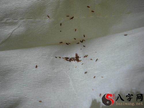 梦见腿上爬了好多虫子