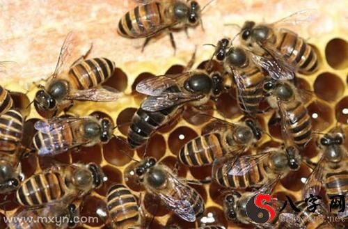 梦见好多蜜蜂在头上