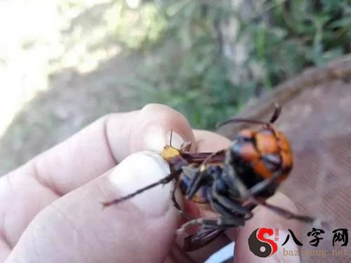 梦见马蜂蛰自己的手臂