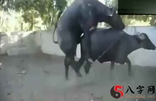 梦见牛交配