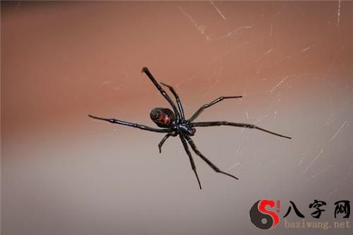 梦见巨大蜘蛛