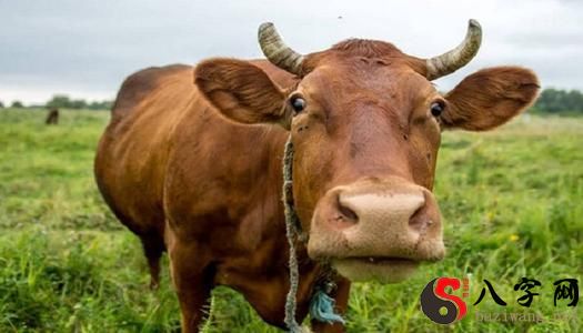 梦见自己骑小黄牛