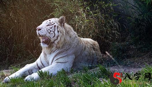 梦见白色的老虎