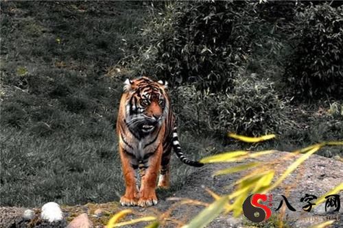 梦见白老虎攻击