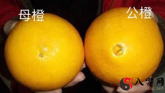 梦见吃很甜的橘子