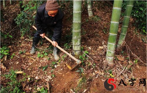 梦见挖好大好多竹笋