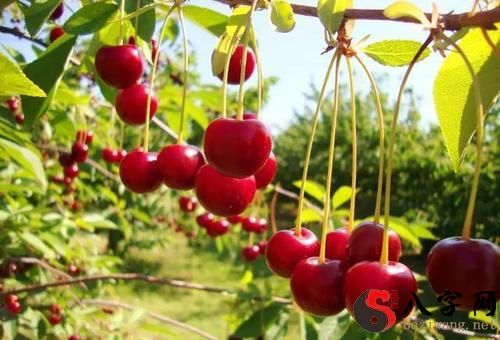 梦见摘很多水果