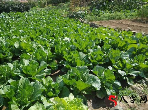 梦见摘了几颗白菜