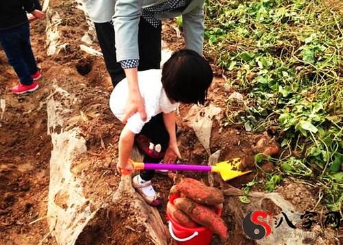 梦见和别人一起挖红薯