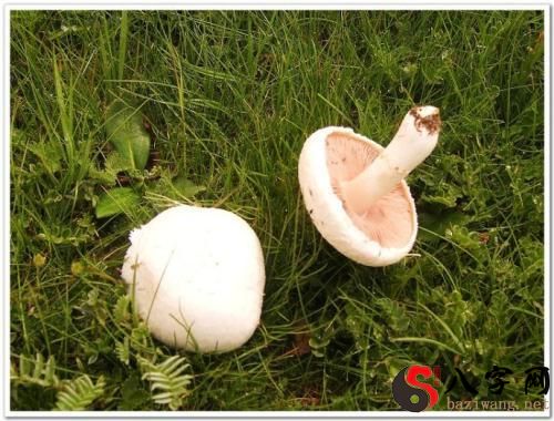 梦见自己采蘑菇