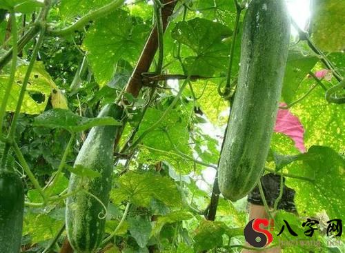 梦见摘了好多黄瓜