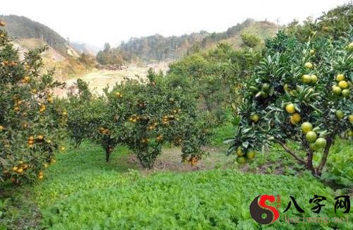 梦见进入到果园中